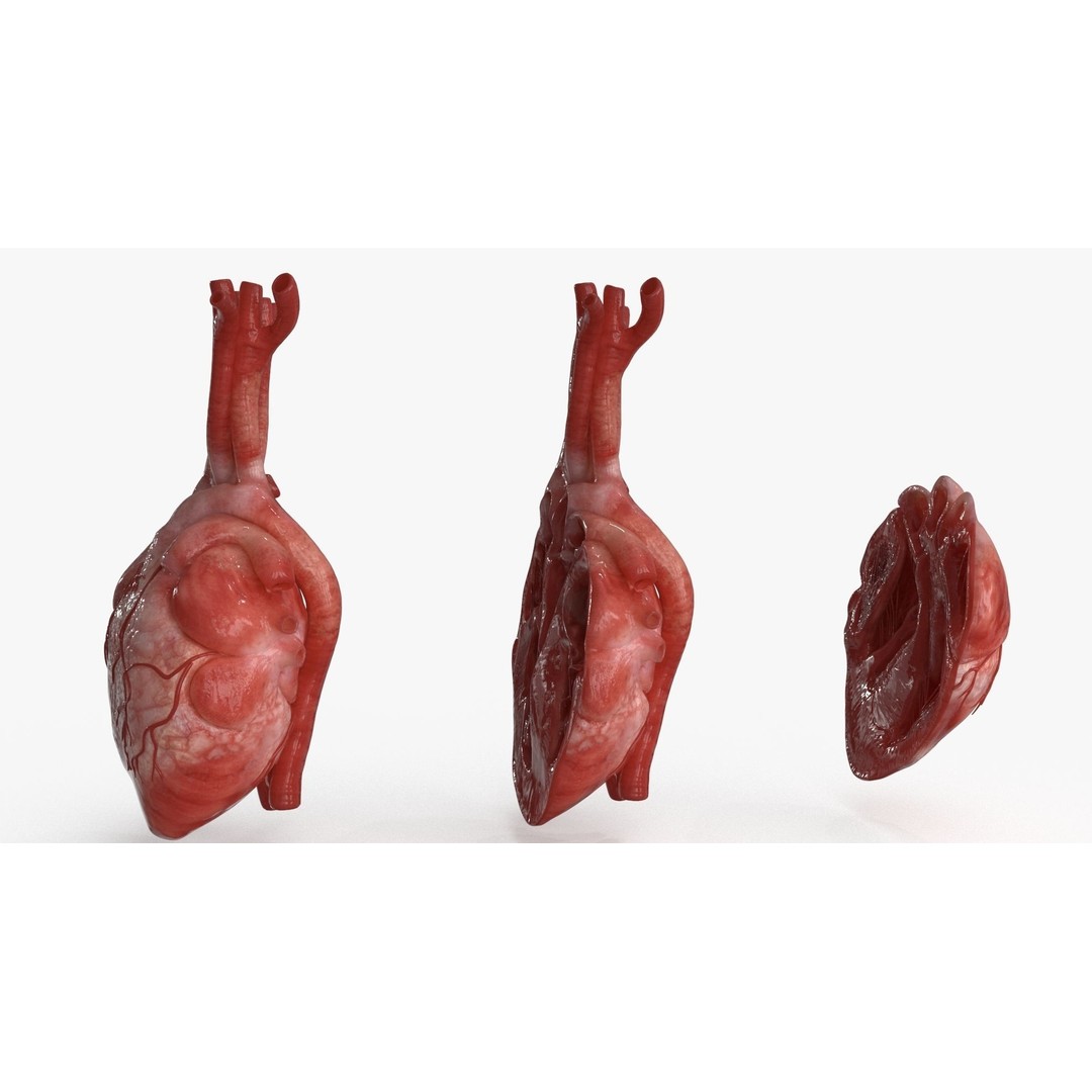 Human Heart 3D Model – Low Poly PBR Anatomy Asset, FBX, OBJ - View 10