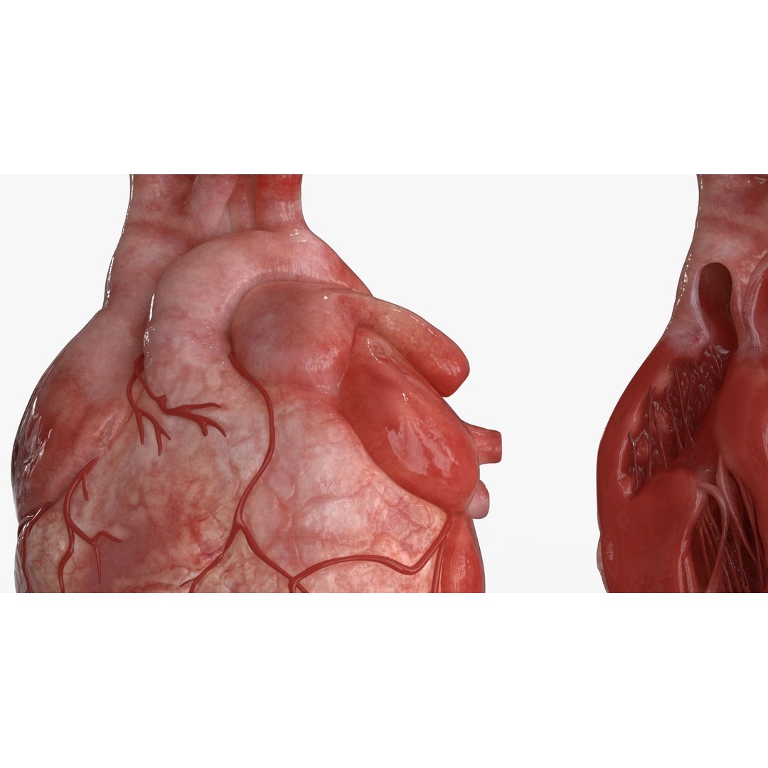Human Heart 3D Model – Low Poly PBR Anatomy Asset, FBX, OBJ - View 11