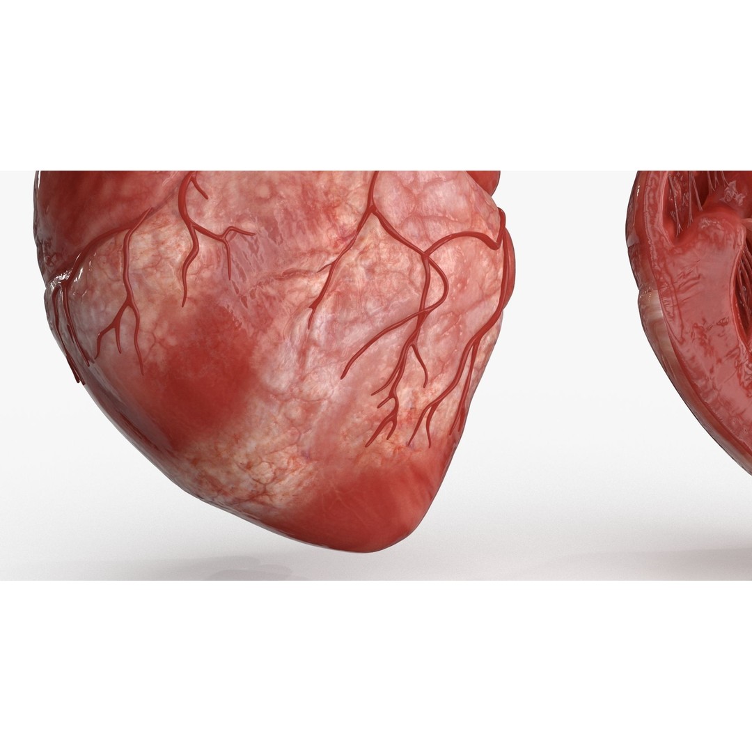 Human Heart 3D Model – Low Poly PBR Anatomy Asset, FBX, OBJ - View 12