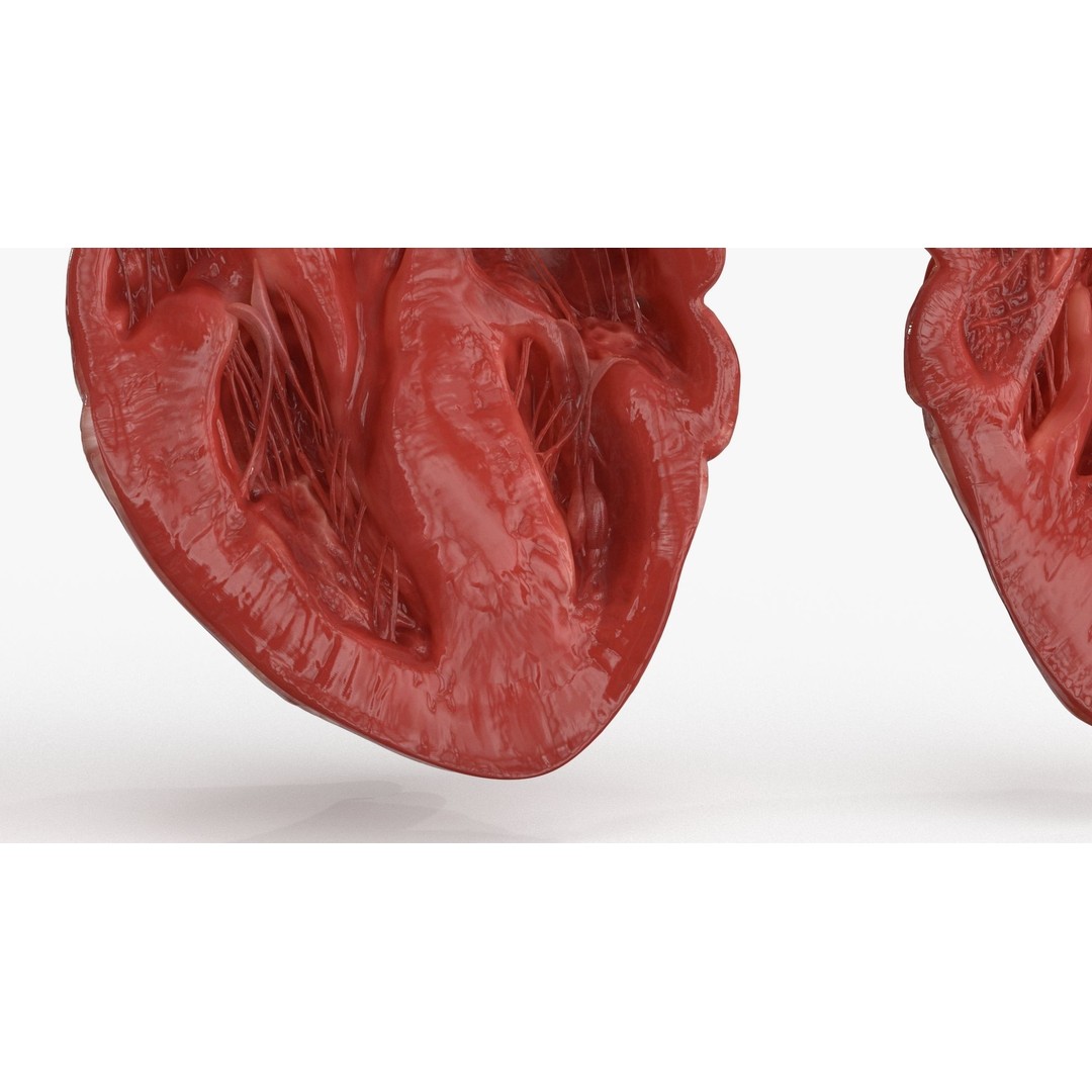 Human Heart 3D Model – Low Poly PBR Anatomy Asset, FBX, OBJ - View 13