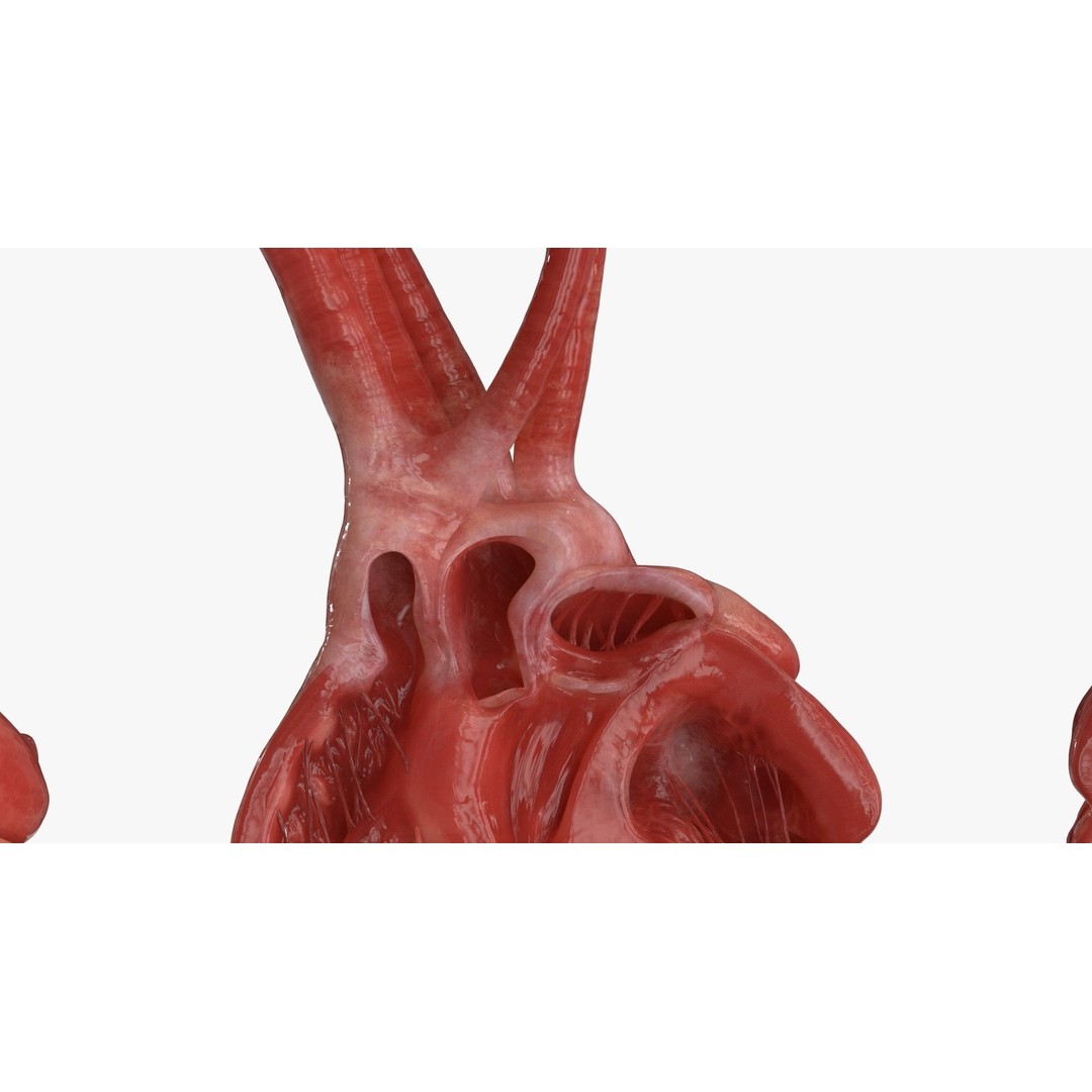 Human Heart 3D Model – Low Poly PBR Anatomy Asset, FBX, OBJ - View 14