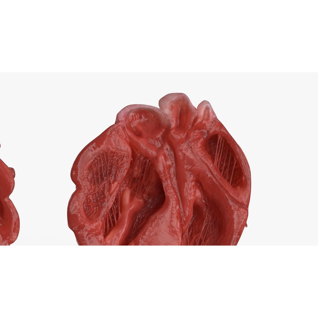 Human Heart 3D Model – Low Poly PBR Anatomy Asset, FBX, OBJ - View 15
