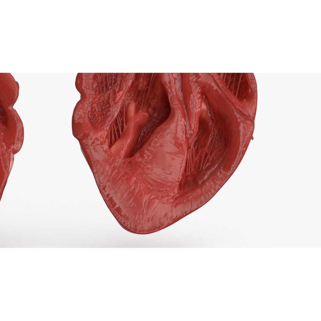 Human Heart 3D Model – Low Poly PBR Anatomy Asset, FBX, OBJ - View 16