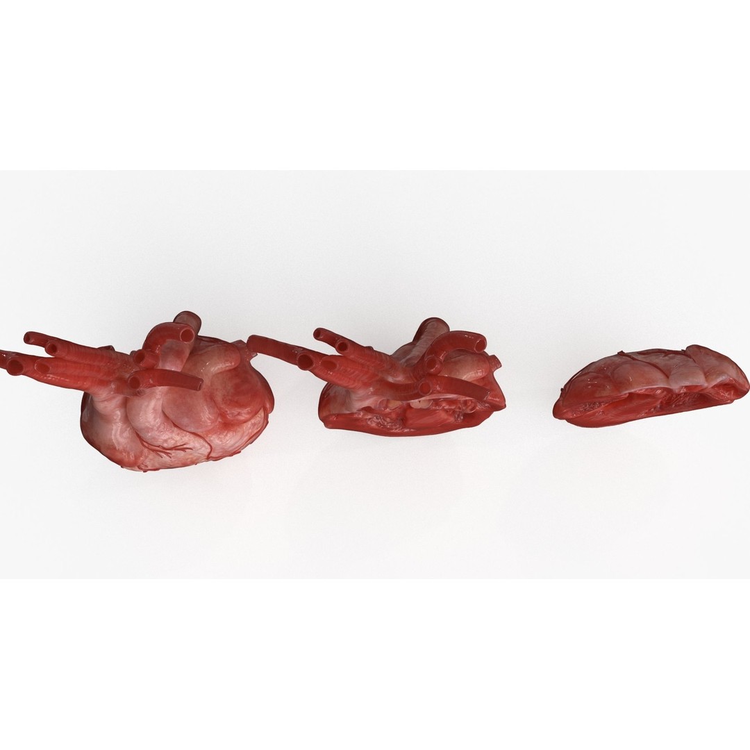Human Heart 3D Model – Low Poly PBR Anatomy Asset, FBX, OBJ - View 17