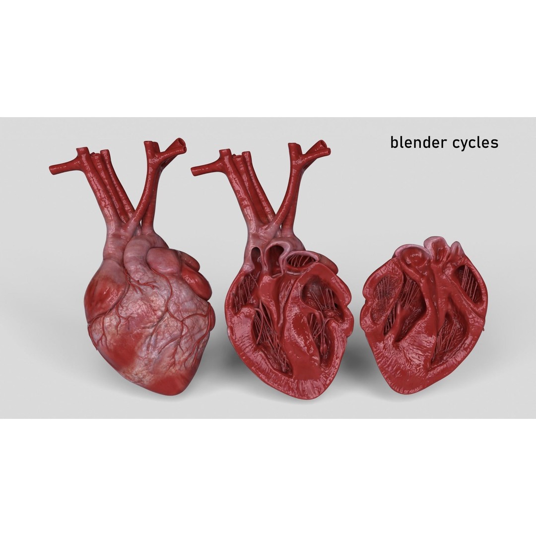 Human Heart 3D Model – Low Poly PBR Anatomy Asset, FBX, OBJ - View 18