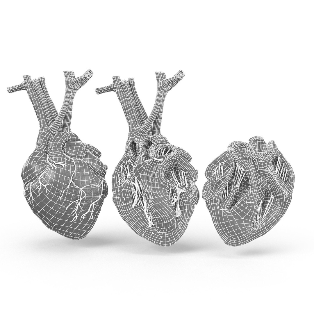 Human Heart 3D Model – Low Poly PBR Anatomy Asset, FBX, OBJ - View 19