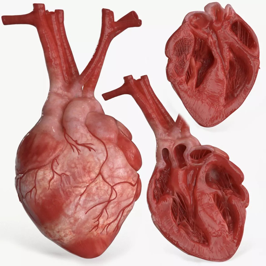 Human Heart 3D Model – Low Poly PBR Anatomy Asset, FBX, OBJ - View 2