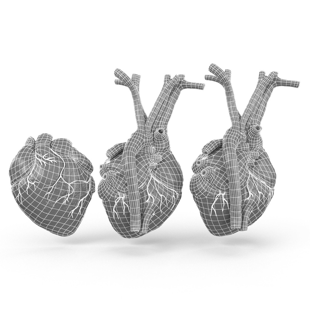 Human Heart 3D Model – Low Poly PBR Anatomy Asset, FBX, OBJ - View 20
