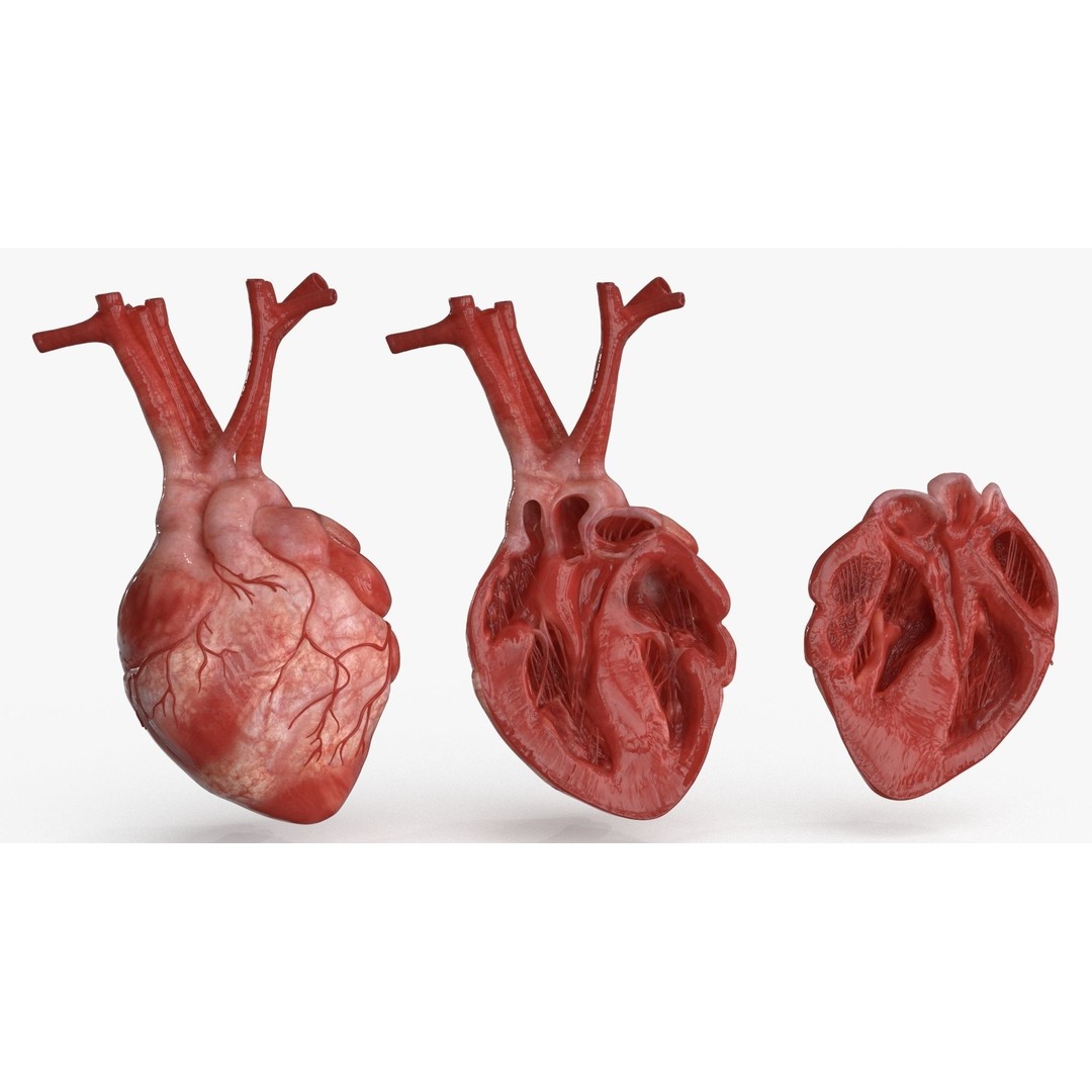 Human Heart 3D Model – Low Poly PBR Anatomy Asset, FBX, OBJ - View 3