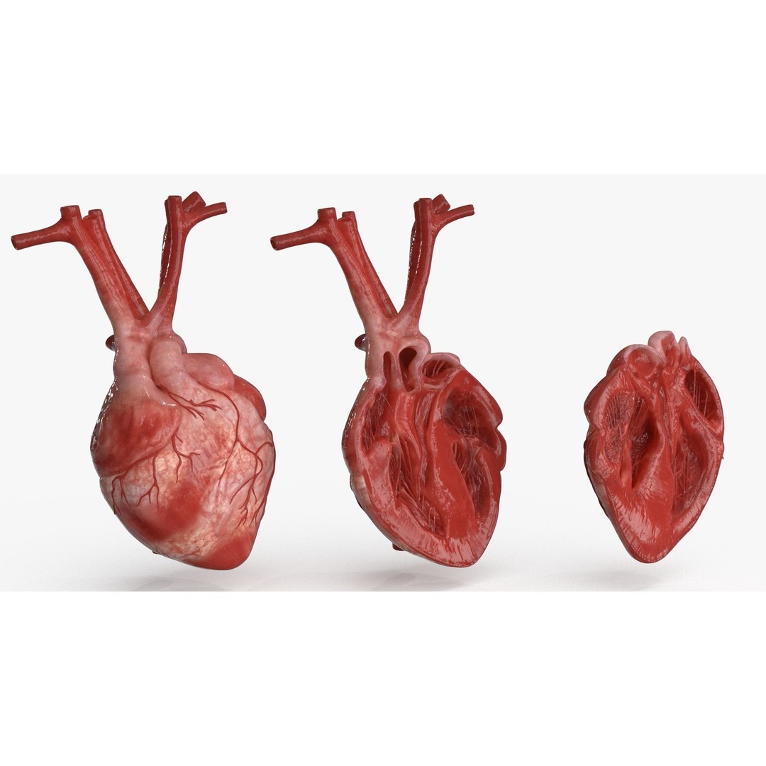 Human Heart 3D Model – Low Poly PBR Anatomy Asset, FBX, OBJ - View 4