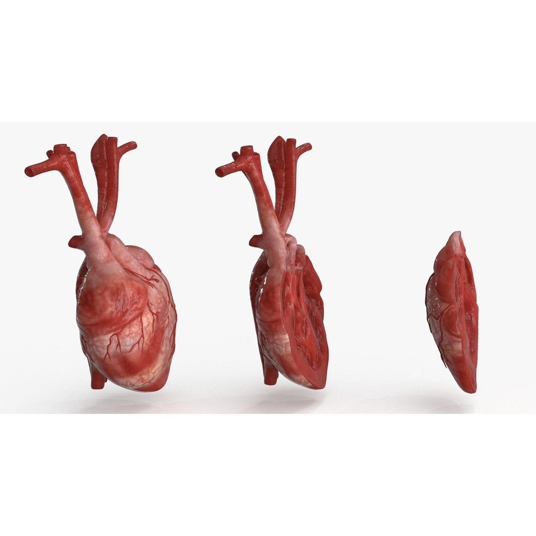 Human Heart 3D Model – Low Poly PBR Anatomy Asset, FBX, OBJ - View 5