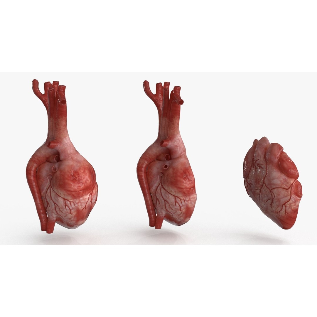 Human Heart 3D Model – Low Poly PBR Anatomy Asset, FBX, OBJ - View 6