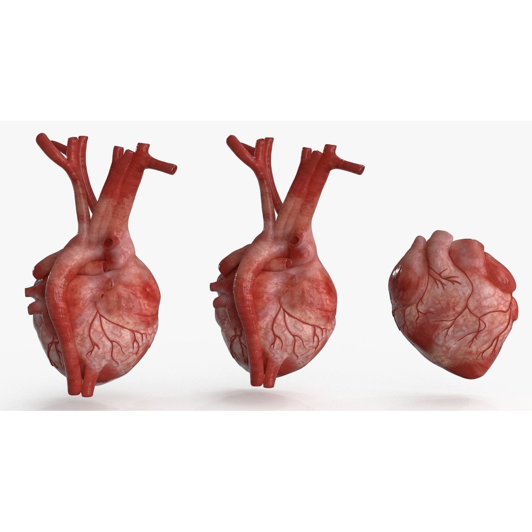 Human Heart 3D Model – Low Poly PBR Anatomy Asset, FBX, OBJ - View 7