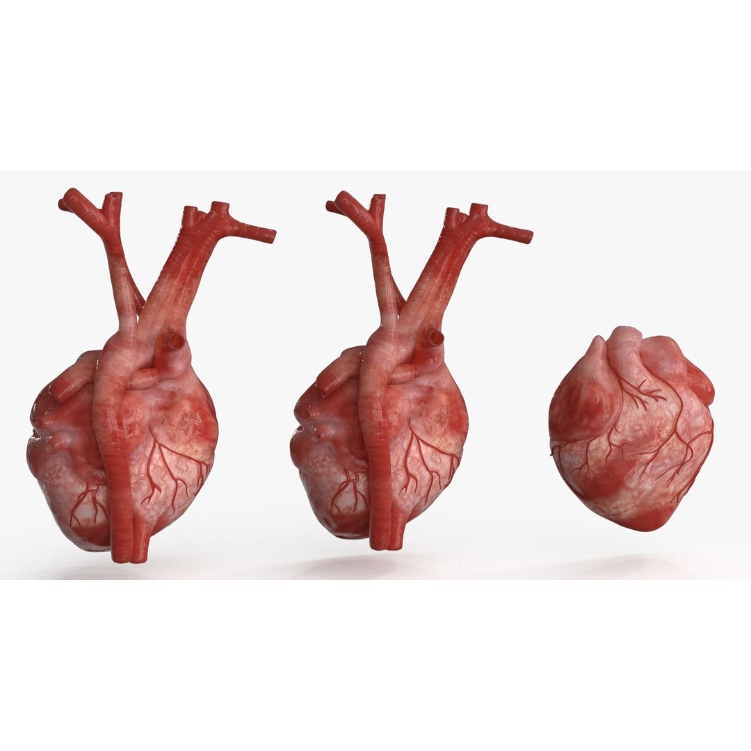 Human Heart 3D Model – Low Poly PBR Anatomy Asset, FBX, OBJ - View 8
