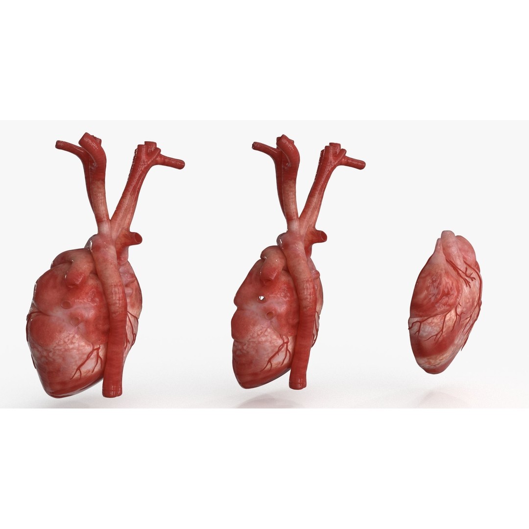Human Heart 3D Model – Low Poly PBR Anatomy Asset, FBX, OBJ - View 9
