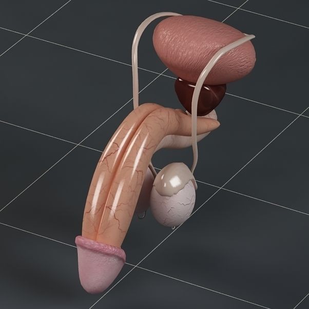 Male Reproductive System 3D Model – PBR Game-Ready Anatomy Asset, FBX - View 10