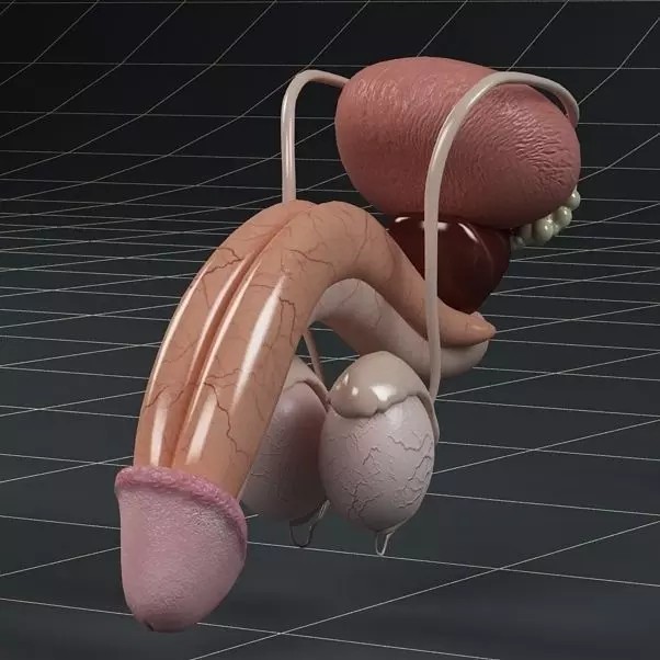 Male Reproductive System 3D Model – PBR Game-Ready Anatomy Asset, FBX - View 2