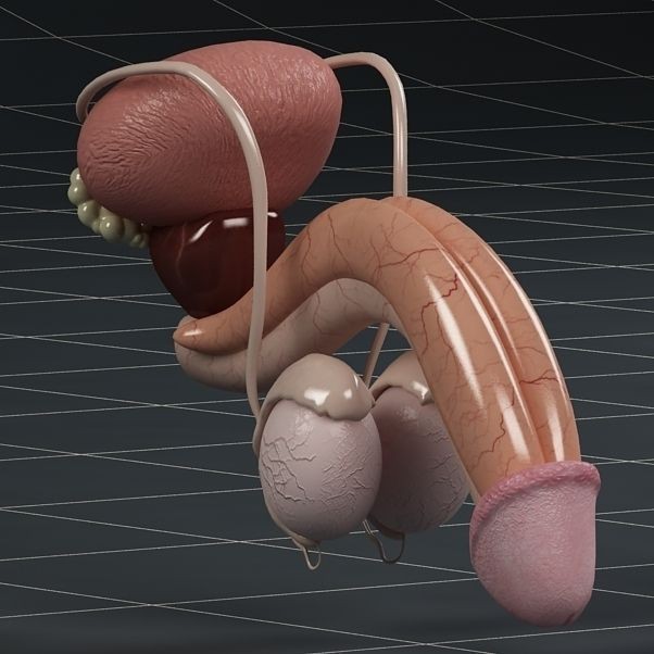 Male Reproductive System 3D Model – PBR Game-Ready Anatomy Asset, FBX - View 3