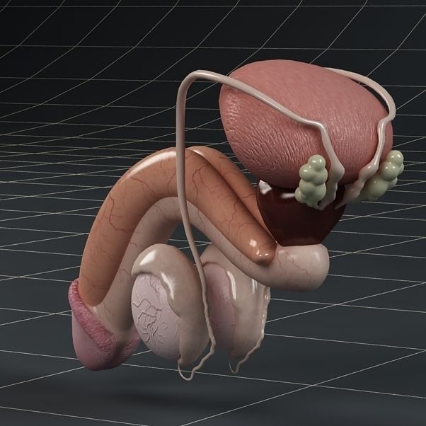 Male Reproductive System 3D Model – PBR Game-Ready Anatomy Asset, FBX - View 4