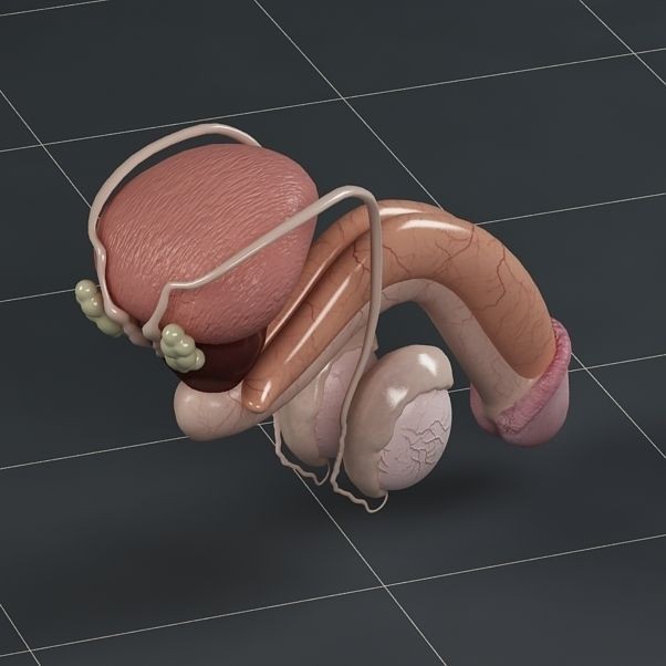 Male Reproductive System 3D Model – PBR Game-Ready Anatomy Asset, FBX - View 5