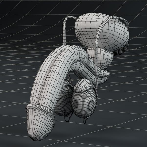 Male Reproductive System 3D Model – PBR Game-Ready Anatomy Asset, FBX - View 6