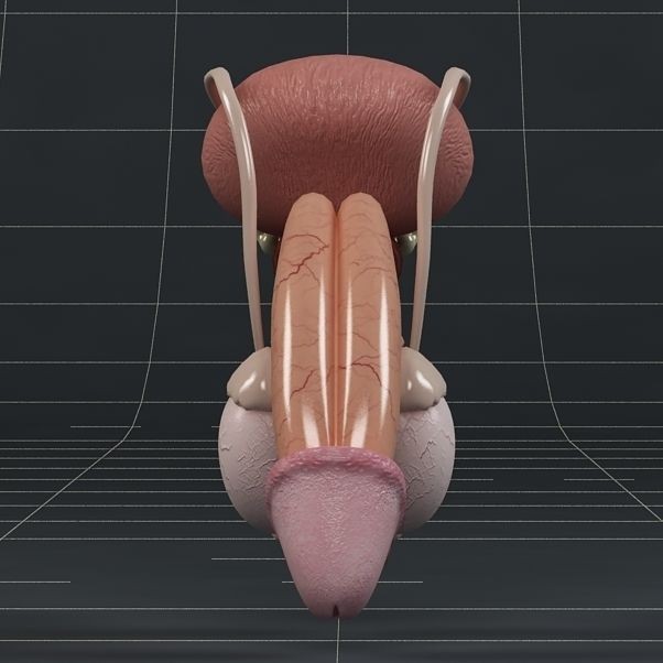 Male Reproductive System 3D Model – PBR Game-Ready Anatomy Asset, FBX - View 7