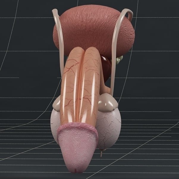 Male Reproductive System 3D Model – PBR Game-Ready Anatomy Asset, FBX - View 8