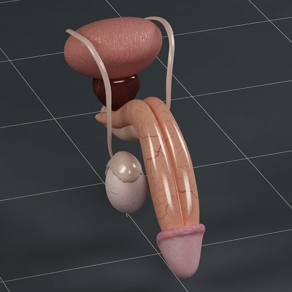 Male Reproductive System 3D Model – PBR Game-Ready Anatomy Asset, FBX - View 9