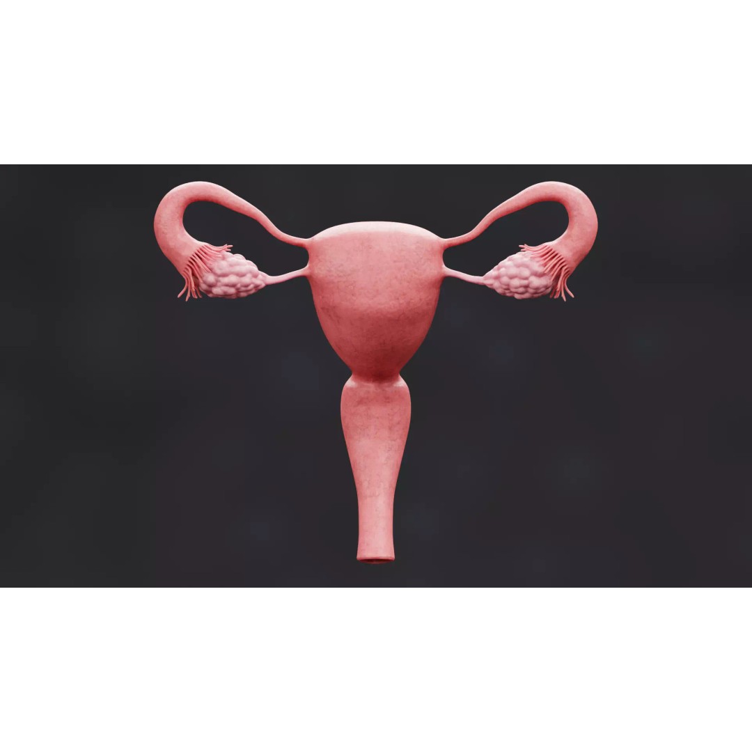 Female Reproductive System 3D Model – Low Poly Anatomical Asset, Blender