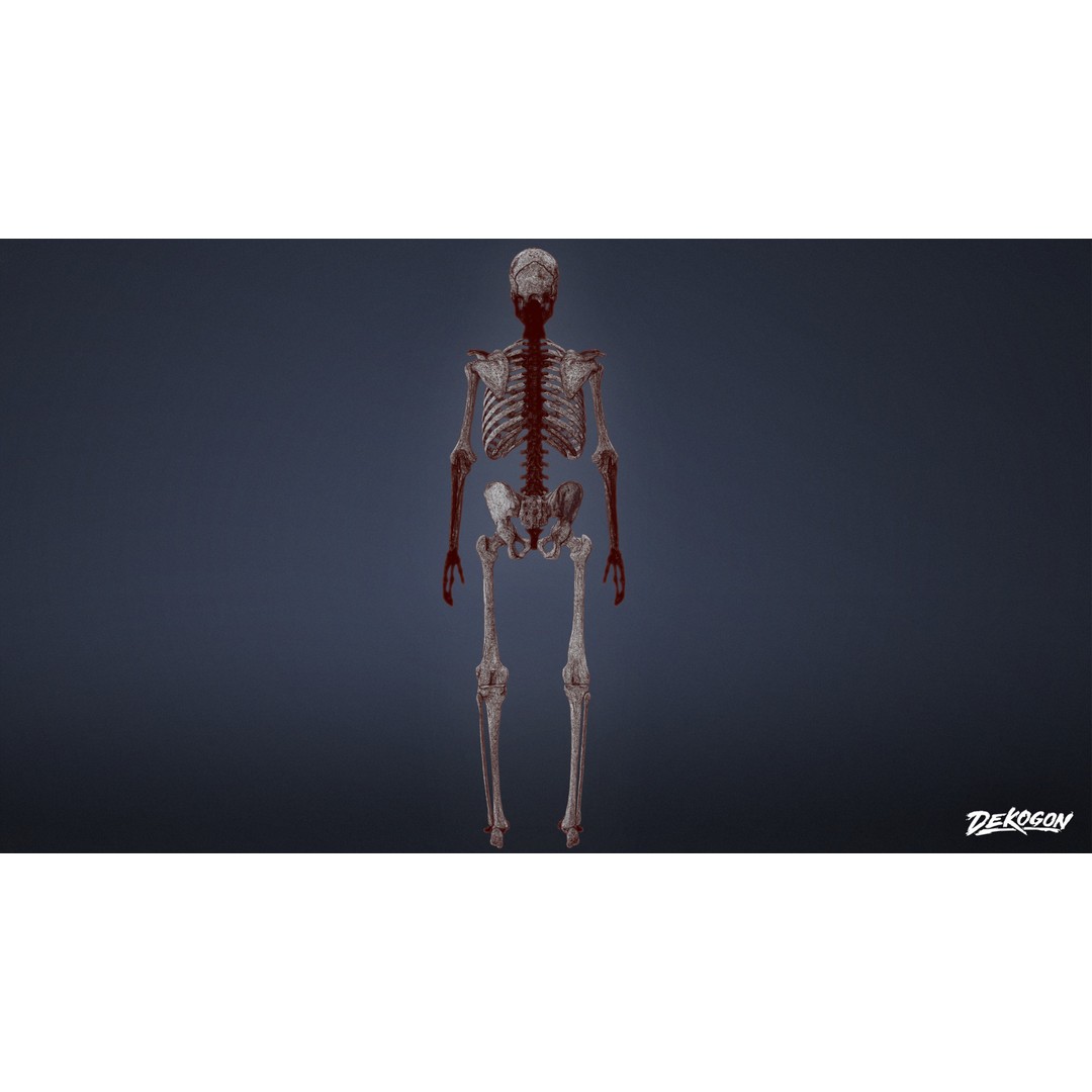 Human Skeleton 3D Model – Low Poly Game Asset, FBX with PBR Textures