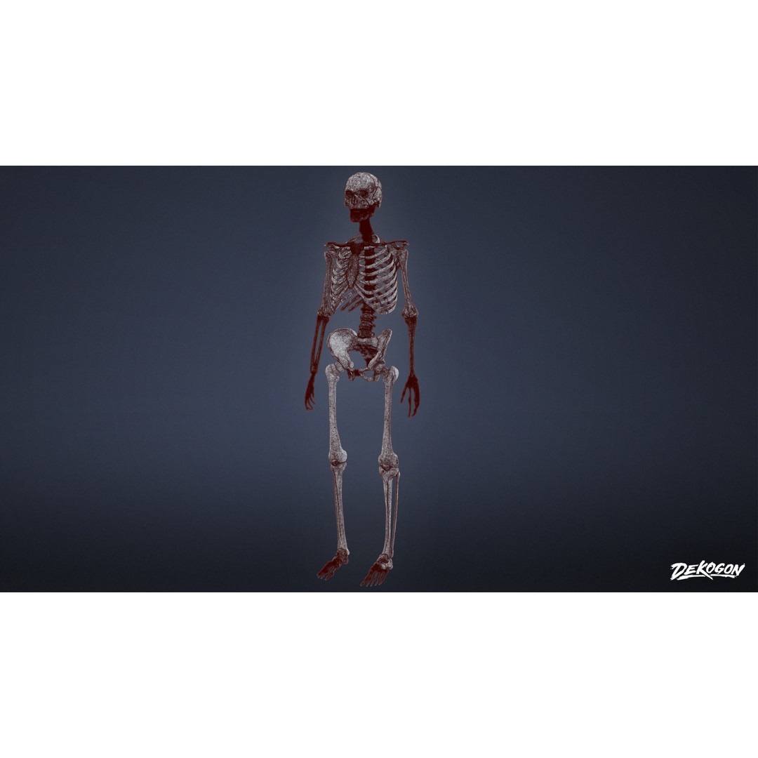 Human Skeleton 3D Model – Low Poly Game Asset, FBX with PBR Textures - View 10
