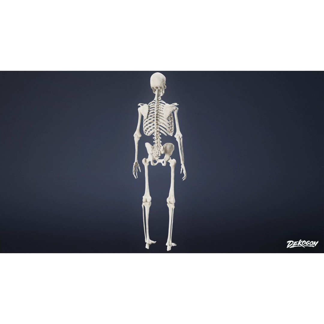Human Skeleton 3D Model – Low Poly Game Asset, FBX with PBR Textures - View 2