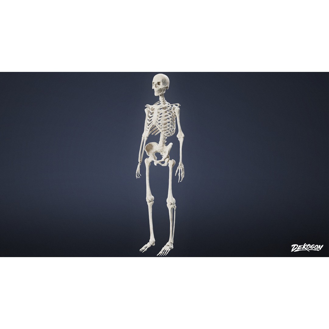 Human Skeleton 3D Model – Low Poly Game Asset, FBX with PBR Textures - View 3
