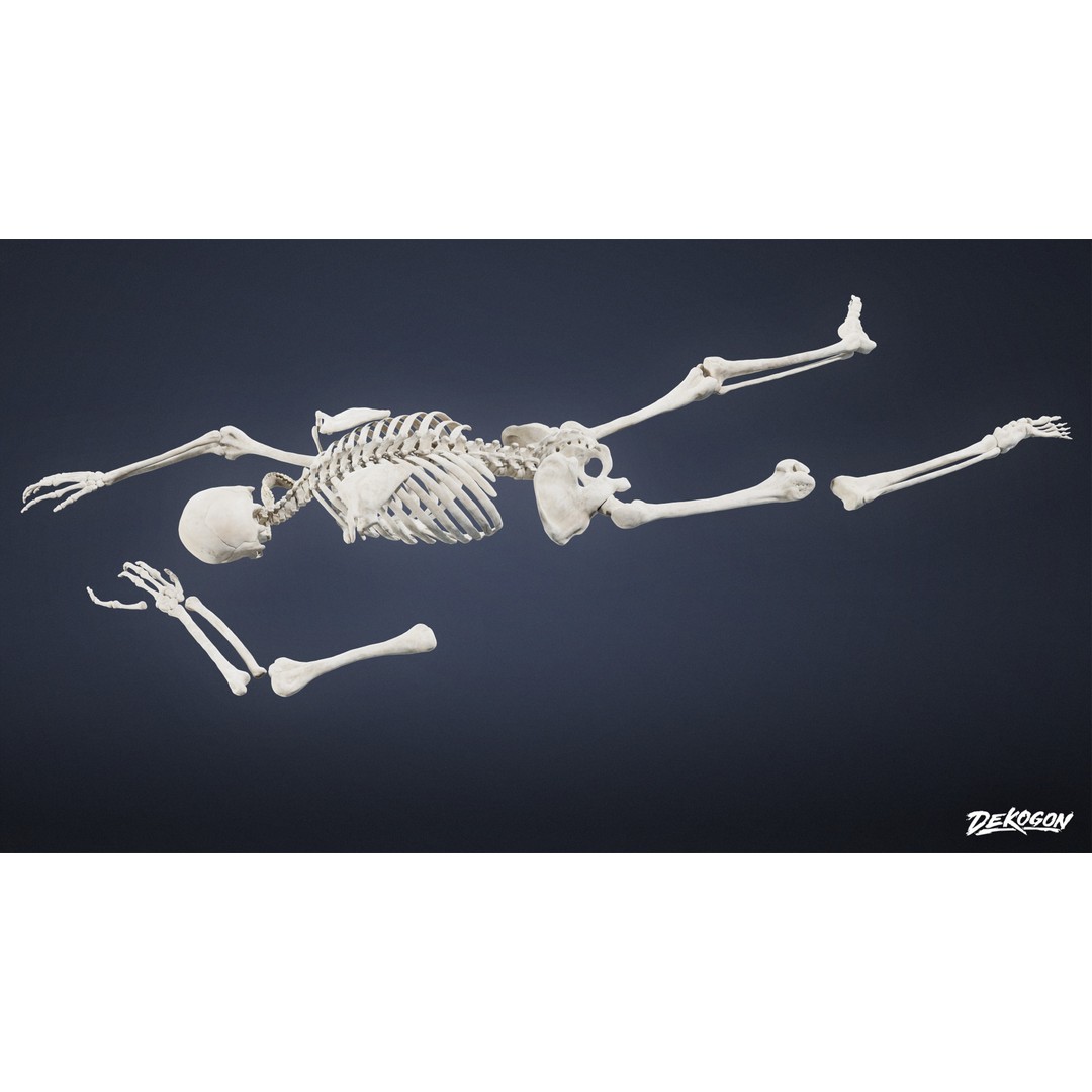 Human Skeleton 3D Model – Low Poly Game Asset, FBX with PBR Textures - View 4
