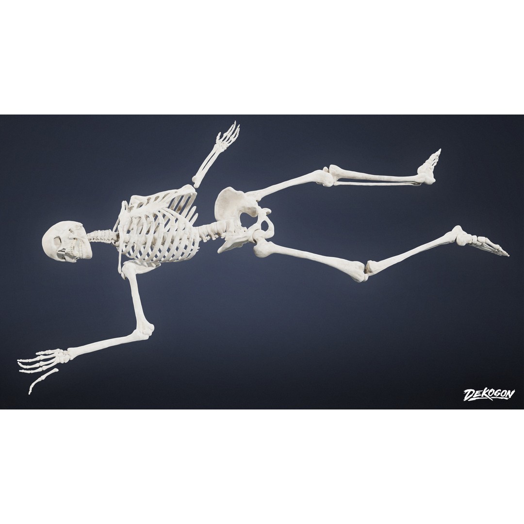Human Skeleton 3D Model – Low Poly Game Asset, FBX with PBR Textures - View 5