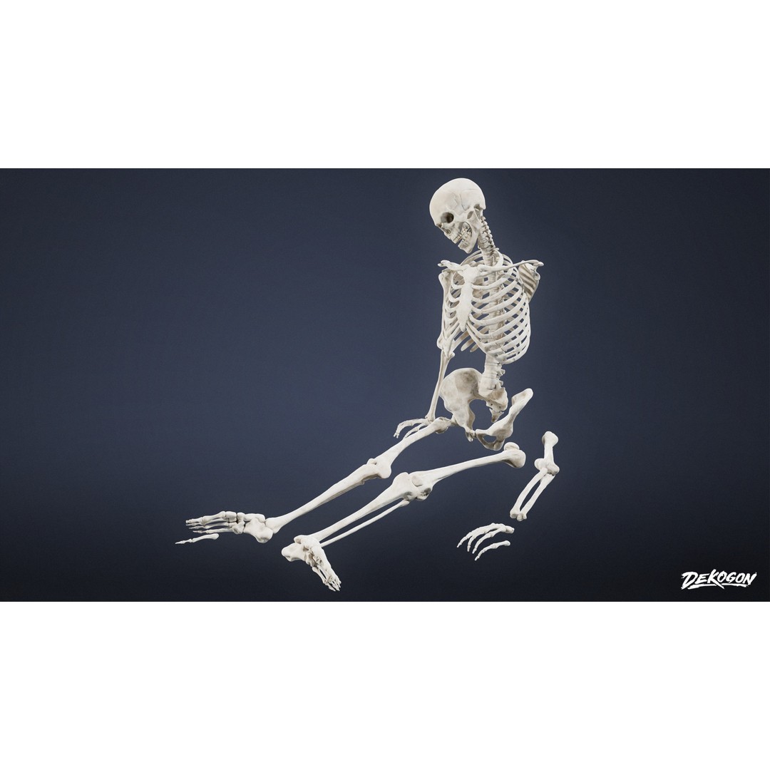 Human Skeleton 3D Model – Low Poly Game Asset, FBX with PBR Textures - View 6