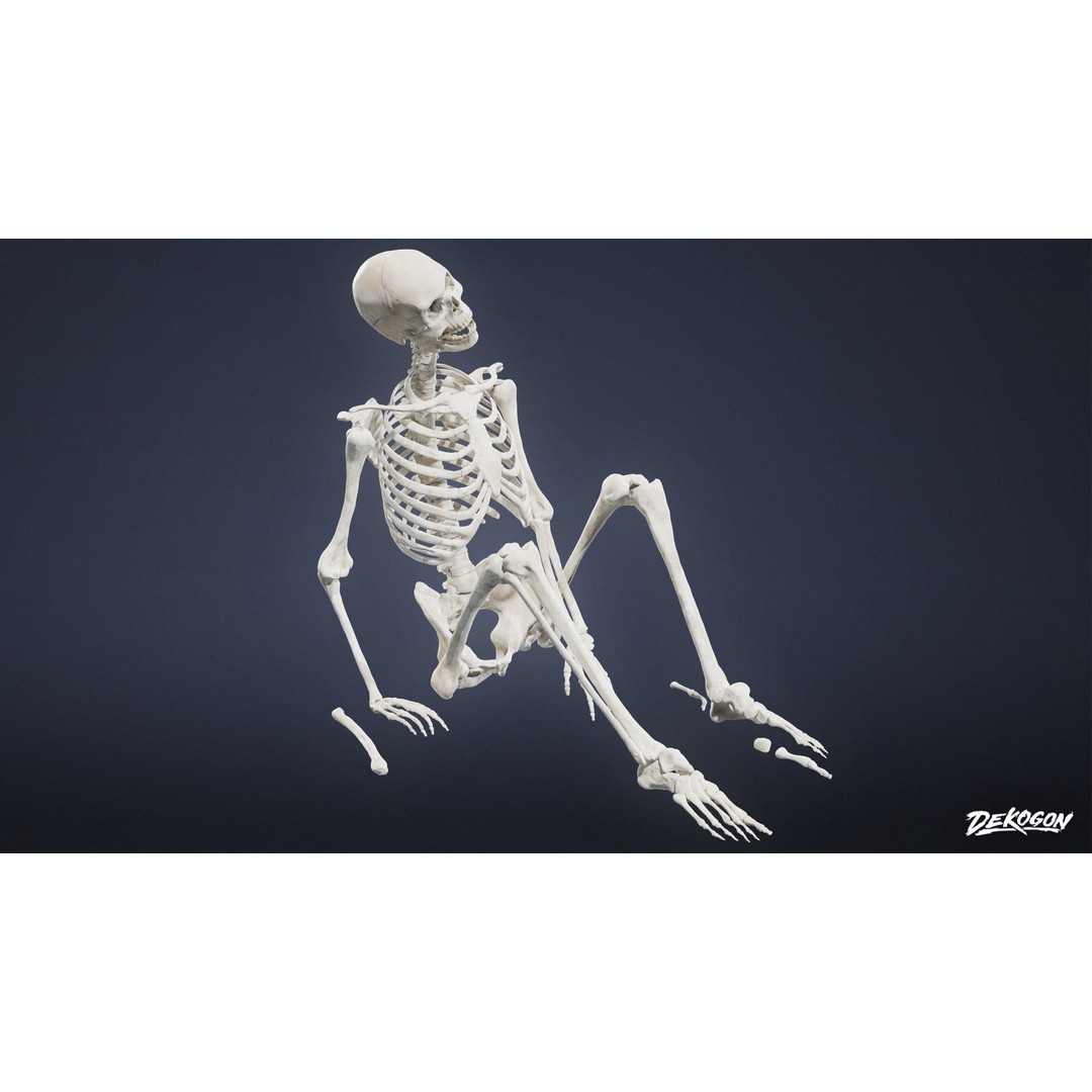 Human Skeleton 3D Model – Low Poly Game Asset, FBX with PBR Textures - View 7