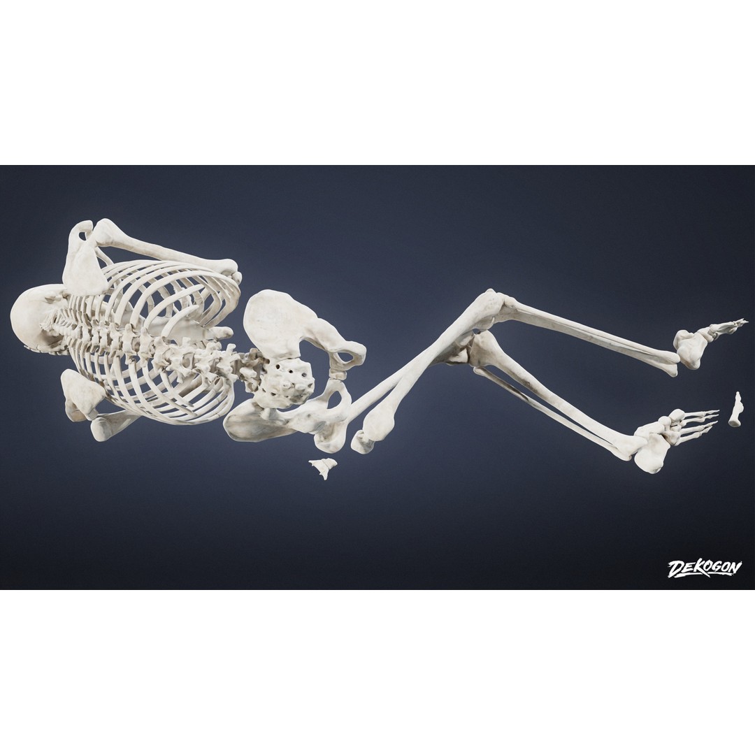 Human Skeleton 3D Model – Low Poly Game Asset, FBX with PBR Textures - View 8