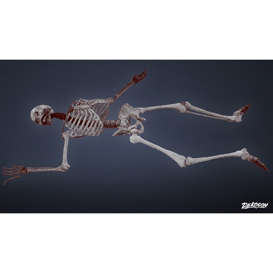 Human Skeleton 3D Model – Low Poly Game Asset, FBX with PBR Textures - View 9