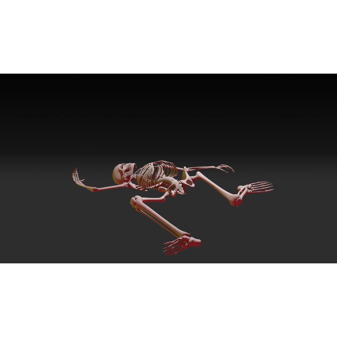 Skeleton 3D Model – Anatomy Pack with 38 Poses, OBJ Format - View 11