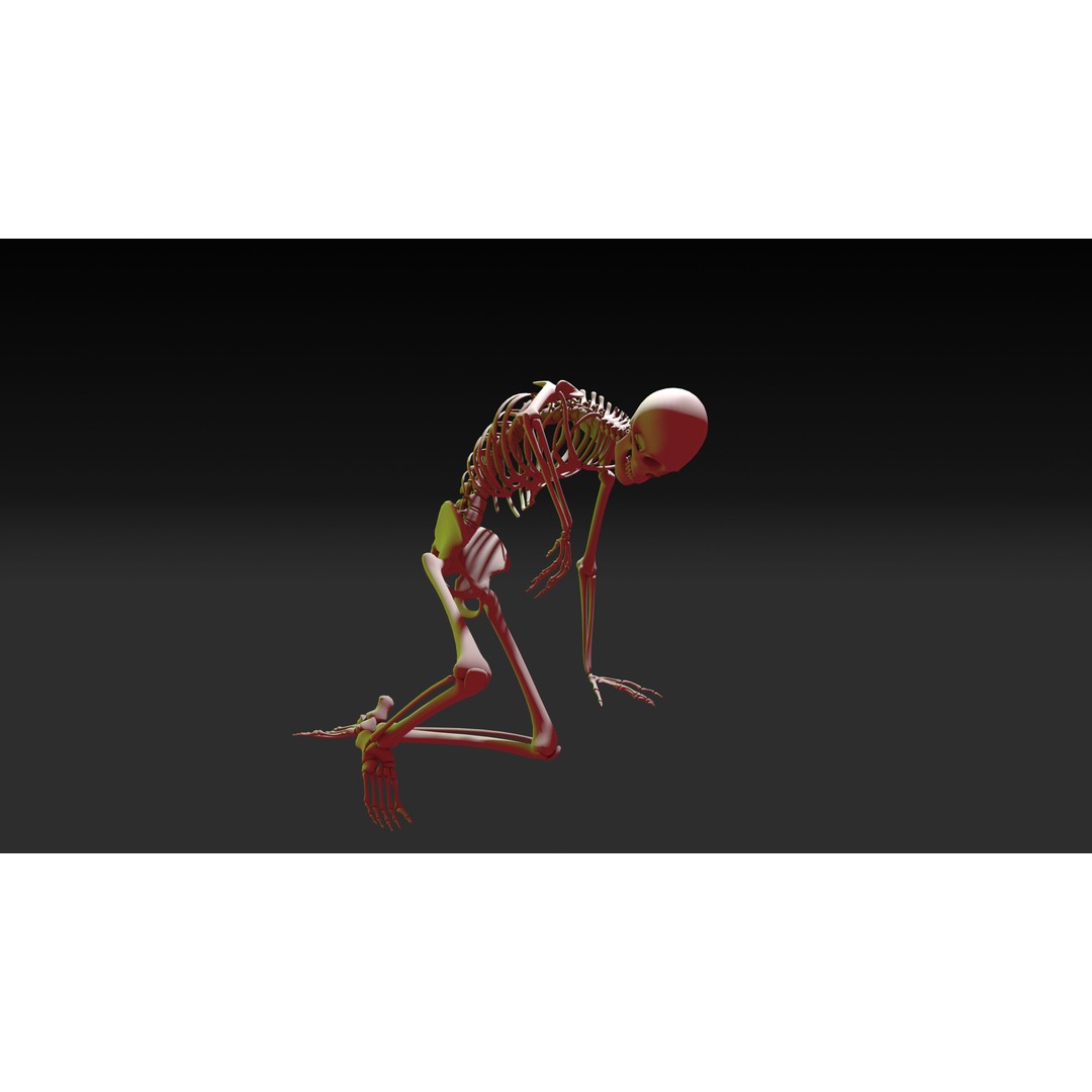 Skeleton 3D Model – Anatomy Pack with 38 Poses, OBJ Format - View 13