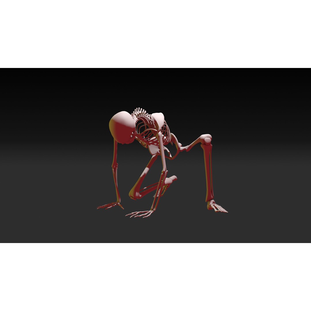 Skeleton 3D Model – Anatomy Pack with 38 Poses, OBJ Format - View 14
