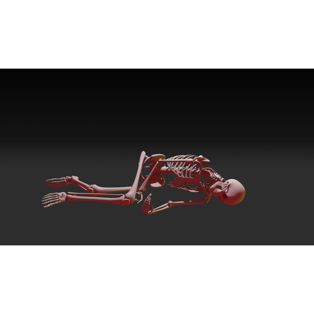 Skeleton 3D Model – Anatomy Pack with 38 Poses, OBJ Format - View 15