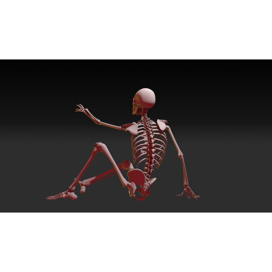 Skeleton 3D Model – Anatomy Pack with 38 Poses, OBJ Format - View 16