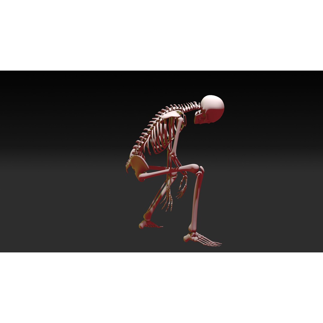 Skeleton 3D Model – Anatomy Pack with 38 Poses, OBJ Format - View 17