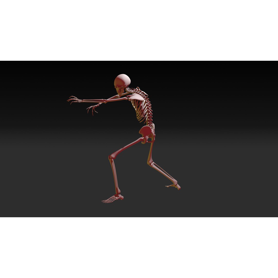 Skeleton 3D Model – Anatomy Pack with 38 Poses, OBJ Format - View 18
