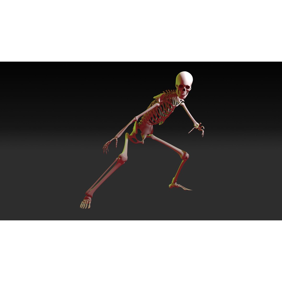 Skeleton 3D Model – Anatomy Pack with 38 Poses, OBJ Format - View 6