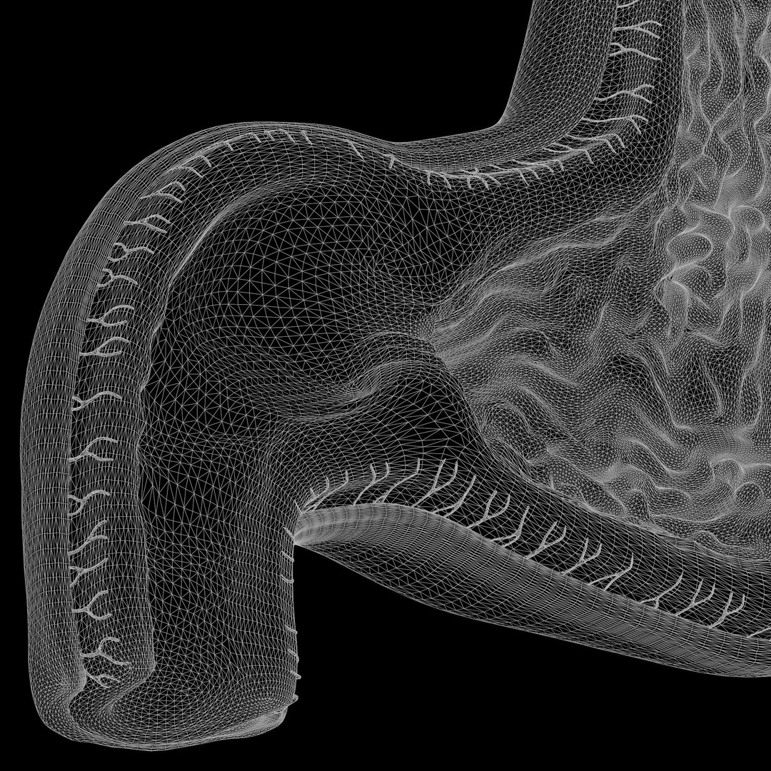 Human Stomach 3D Model – High Poly Anatomical Asset, FBX, OBJ