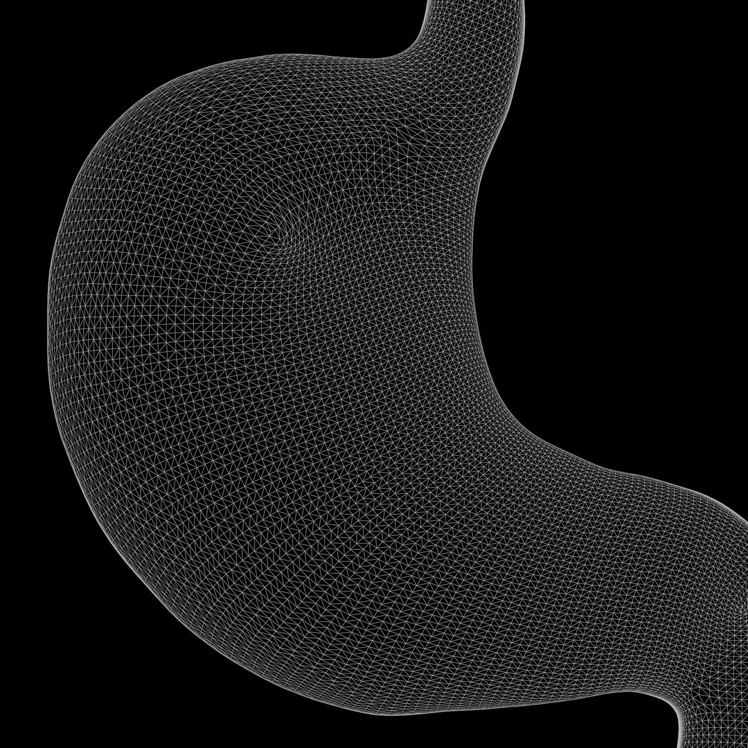 Human Stomach 3D Model – High Poly Anatomical Asset, FBX, OBJ - View 10