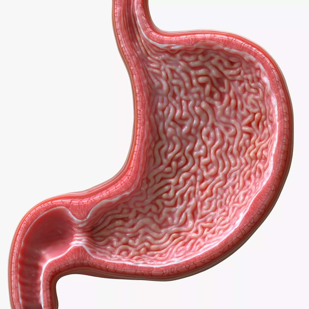 Human Stomach 3D Model – High Poly Anatomical Asset, FBX, OBJ - View 2